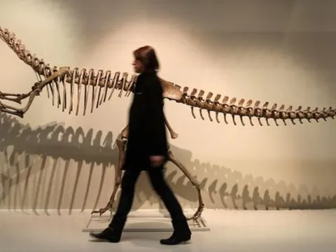 Con người phát hiện ra dấu tích của khủng long từ bao giờ?