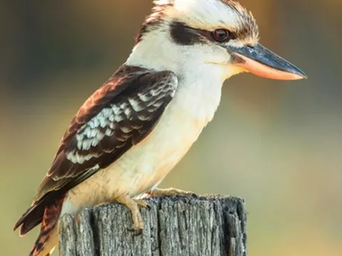 'Giao diện' là đực, cơ quan sinh sản là cái: Hiện tượng 'đảo ngược giới tính' kỳ lạ ở loài chim