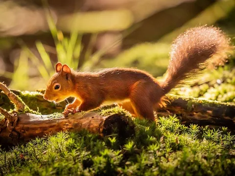 Từ thằn lằn thành thị chân dài đến bướm đêm thích nghi với ô nhiễm môi trường: Những cách con người "ép" động vật tiến hoá