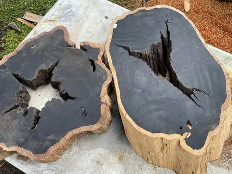 Khám phá loại gỗ được mệnh danh là báu vật ngàn năm, một tấm gỗ trị giá cả căn hộ cao cấp