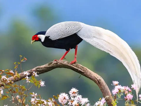 Chùm ảnh vẻ đẹp tuyệt mỹ của gà lôi trắng quý hiếm