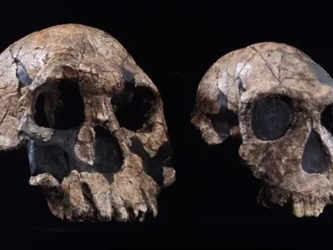 Bí ẩn loài người đầu tiên: Ai là tổ tiên xa xưa nhất của chúng ta?