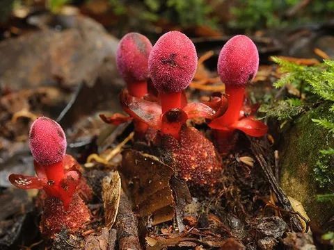 Loại nấm được mệnh danh là 'thần dược' của núi rừng Tây Bắc