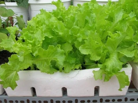 Bí quyết trồng xà lách trong thùng xốp bằng phương pháp hữu cơ cực đơn giản