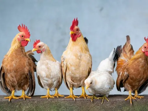 Tuổi thọ gà kéo dài bao lâu? Sự thật khiến nhiều người ngạc nhiên