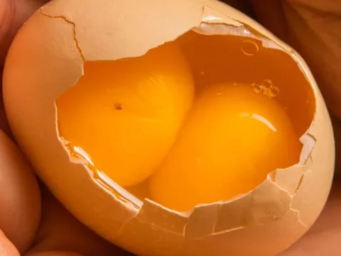 Sự thật về trứng gà hai lòng đỏ: Đem ấp có nở được một cặp gà con?