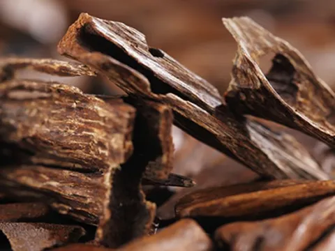 Sự thật đằng sau giá trị 'khủng' của trầm hương: Không phải ngẫu nhiên mà đắt hơn vàng