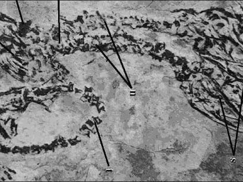 Hóa thạch kỳ lạ hé lộ sinh vật hai đầu từ thời khủng long