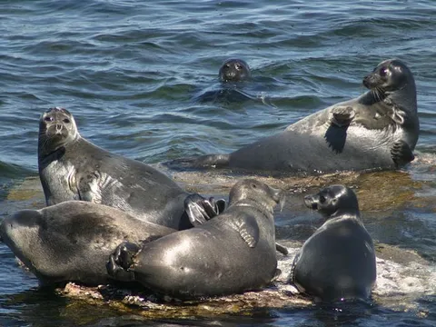 Kỳ quan Baikal: Vì sao hồ nước ngọt sâu nhất thế giới có các sinh vật từ biển như cá mập, hải cẩu?