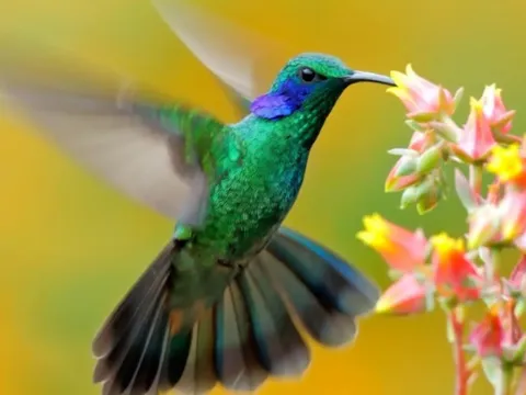 Ngắm vẻ đẹp rực rỡ của loài chim tí hon duy nhất có thể bay lùi