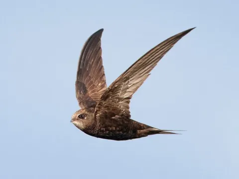 Kỳ lạ loài chim bay liên tục 10 tháng, ăn ngủ, sinh hoạt ngay trên không trung