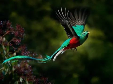 Khám phá vẻ đẹp loài chim 'quý hơn vàng', là biểu tượng của sự tự do