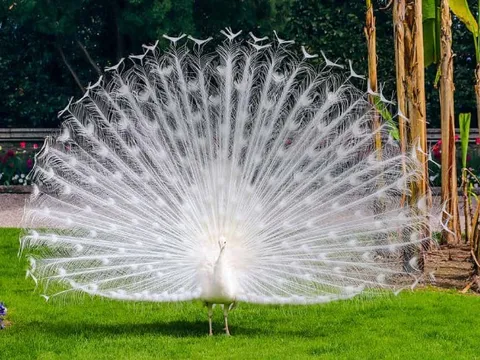 Chùm ảnh vẻ đẹp tinh khiết hiếm có của chim công trắng