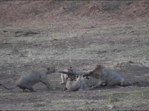 Chùm ảnh cá sấu bị bầy sư tử 'xẻ thịt'