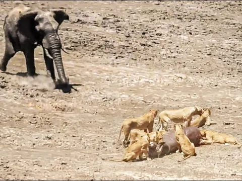 Chùm ảnh: Voi tấn công bầy sư tử để giải cứu trâu rừng