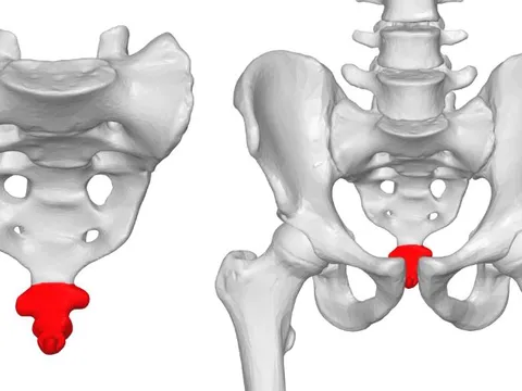 Tại sao con người không có đuôi nhưng vẫn có xương đuôi?