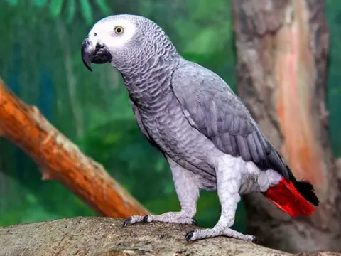 Vẹt không biết hót, vậy tại sao chúng lại thích bắt chước tiếng người?