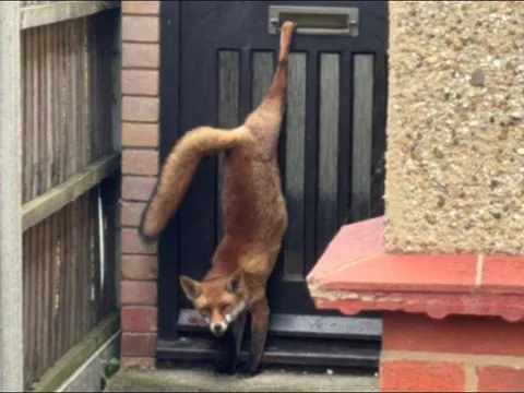 Những bức ảnh động vật hoang dã ấn tượng nhất tuần