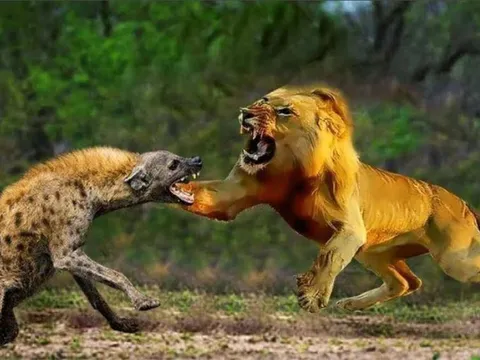 Vì sao sư tử và linh cẩu không thể chung sống hòa thuận với nhau?