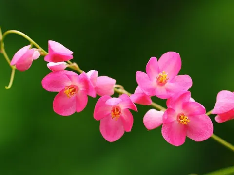 Ngắm vẻ đẹp mong manh của loài hoa 'trái tim tan vỡ'