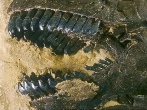 Răng khủng long hé lộ bí mật thời cổ đại