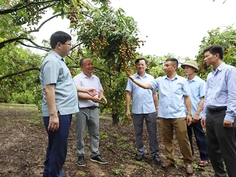 Bắc Ninh: Tạo chuỗi liên kết xuất khẩu nhãn tươi sang thị trường Australia