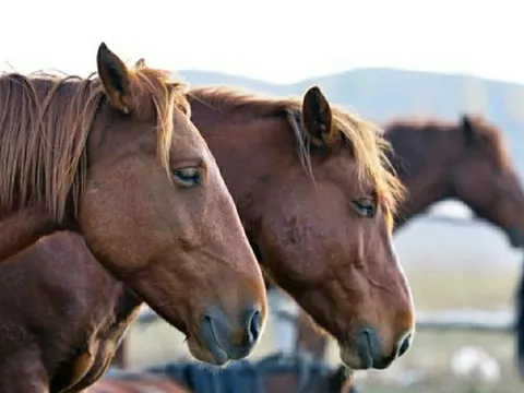 Giải mã bí mật giúp ngựa ngủ đứng mà không ngã