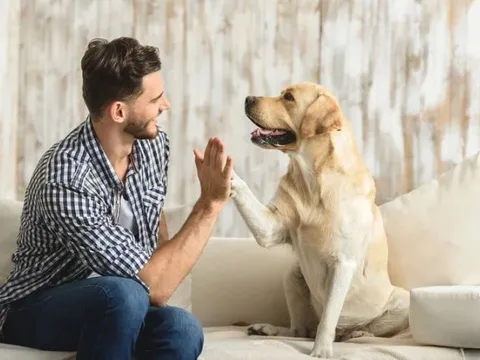 Giải mã khả năng đặc biệt: Vì sao chó có thể nghe hiểu tiếng con người?