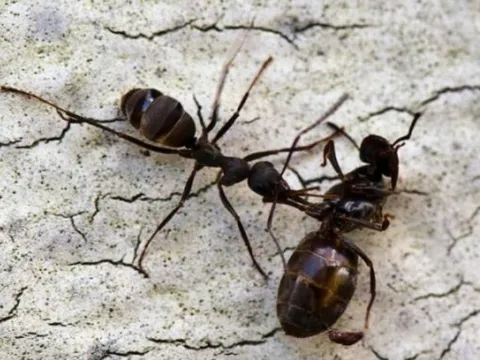 Bí mật phía sau thói quen kiến mang xác đồng loại rời tổ