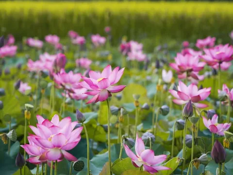 Ngắm vẻ đẹp tinh khiết của hoa sen - quốc hoa trong lòng nhiều người Việt