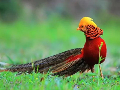 Chiêm ngưỡng loài chim khoác 'áo' bảy sắc cầu vồng