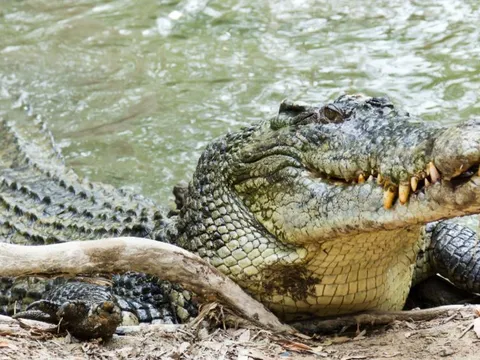 Loài vật nào có lực cắn mạnh nhất hành tinh?