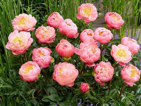 Khám phá vẻ đẹp mẫu đơn: Từ 'quốc sắc thiên hương' đến biểu tượng phú quý