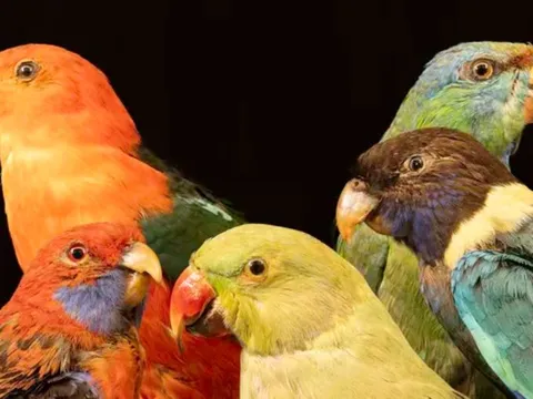 Tại sao động vật ở vùng nhiệt đới lại có màu sắc sặc sỡ?