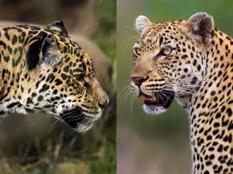 Sự khác biệt giữa báo hoa mai và báo đốm