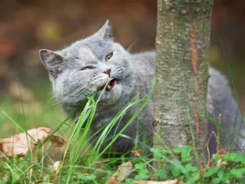 Vì sao mèo và chó lại ăn cỏ?