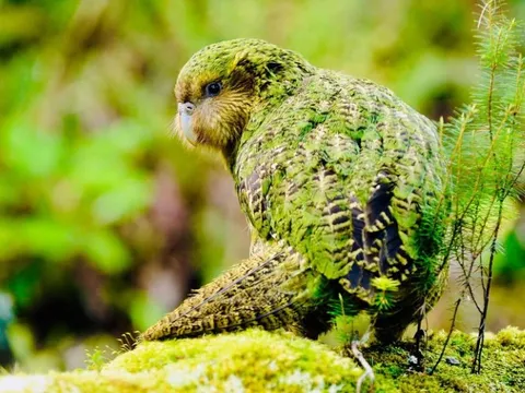Kakapo - loài vẹt béo ú sống thọ gần 100 năm và hành trình thoát hiểm khỏi bờ tuyệt chủng