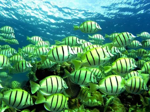 Cá có khát và uống nước không? 