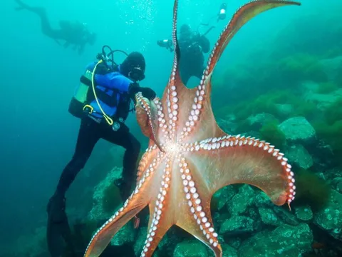 Hé lộ bí mật: Bạch tuộc có tới ba trái tim và máu xanh kỳ lạ