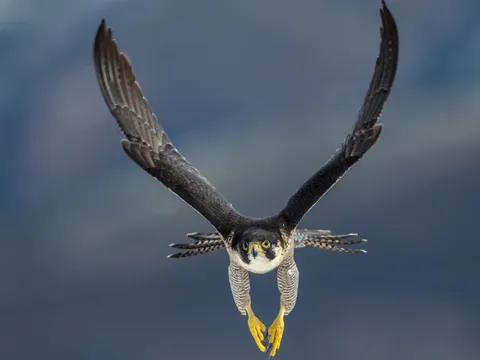 Loài vật nào nhanh nhất Trái Đất?