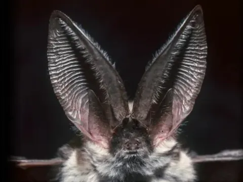 Bí ẩn thính giác siêu phàm: Loài vật nào nghe 'đỉnh' nhất hành tinh?