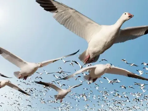 Làm thế nào các loài chim di cư biết chúng sẽ đi đâu?