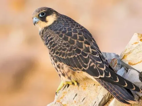 Rùng mình loài chim ưng bắt sống con mồi, tước lông rồi giam trong khe đá để ăn dần