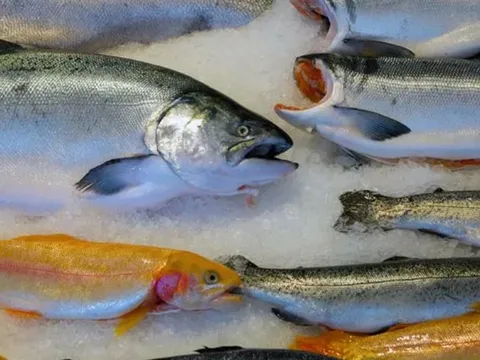 Tại sao cá lại có mùi tanh?