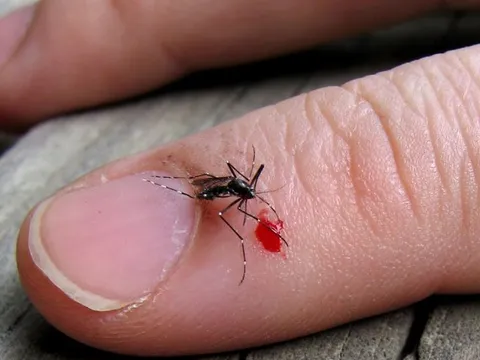 Vì sao bạn luôn là ‘mồi ngon’ của muỗi, còn người khác thì không?