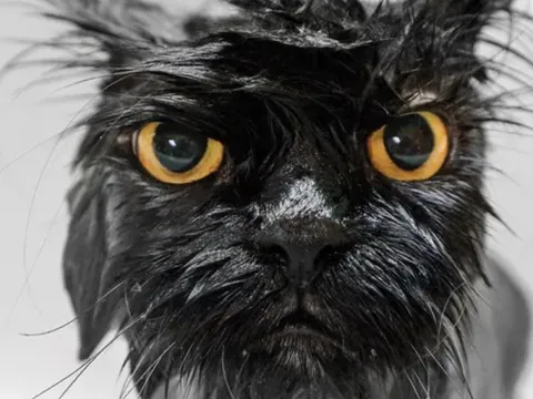 Tại sao mèo lại ghét nước?