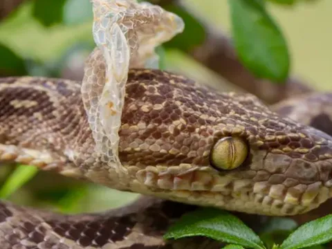 Tại sao rắn lại lột da?