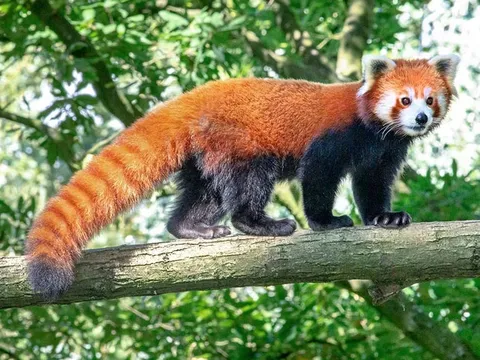 Gấu trúc đỏ - Loài động vật độc đáo đang đứng trước nguy cơ tuyệt chủng