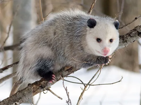 Đôi điều cần biết về bậc thầy 'diễn sâu' trong thế giới động vật 