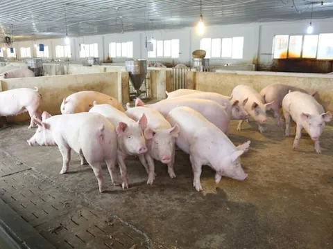 Giá heo hơi ngày 7/9/2025: Đà tăng lan rộng ở cả ba miền
